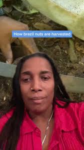 #duet with @insider #insider The Brazil nut (Bertholletia excelsa) is a  South American tree in the family Lecythidaceae, and it is also the name of  the tree's commercially harvested edible seeds. It ...