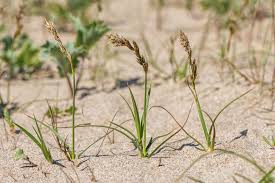 Image result for Carex steudneri