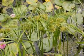 Image result for Cyperus longus