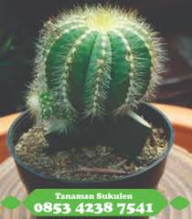 Maybe you would like to learn more about one of these? Jual Kaktus Sukulen Makassar Jualkaktus Profile Pinterest