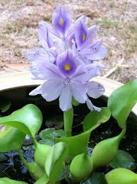 Within this range can be found persenche, which is an american color name (probably from french), for a hyacinth hue. Floating Plants Water Hyacinth Floating Pond Plants Floating Plants Pond Plants