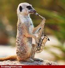 Just Me And My Sax Meerkat Saxophone Funny Animals