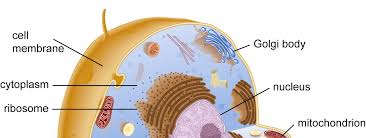 Check spelling or type a new query. Http Myriverside Sd43 Bc Ca Smckinlay Files 2014 04 Blm 2 03 Parts Of The Cell Form W0qbb1 Pdf