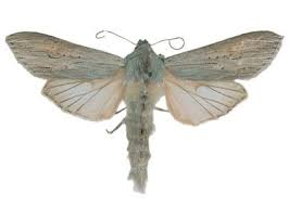 Image result for Cucullia umbratica