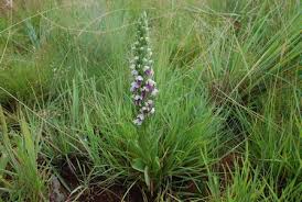 Image result for Brachycorythis congoensis