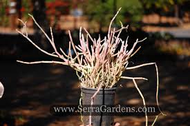 Image result for Cynanchum viminale