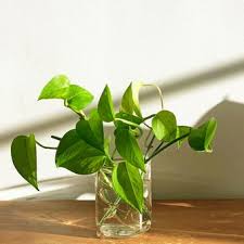 Ujar puan muniyati yang sudah mula menanam pokok dalam rumah sejak 3 tahun yang lalu. Tidak Sulit Begini Cara Menanam Sirih Gading Di Botol Halaman All Kompas Com