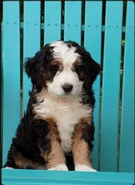 They are everybody's friend and devoted to their family. Bernedoodle Breeders In Colorado Top 4 Picks 2021 We Love Doodles