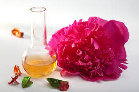 Peony bloom flower blossom nature flora pink spring plant garden. Peony Health Benefits And Therapeutic Value