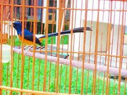 Perbedaan motif ekor murai batu memang menjadi salah satu cara untuk mengidentifikasi jenis dan daerah asal dari burung murai batu itu sendiri. 15 Jenis Murai Batu Indah Bagus Berbagai Daerah Indonesia Dunia