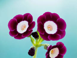 Image result for Tricliceras auriculatum