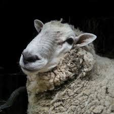 S3 Edits Sheep Sheep And Lamb Cute Animal Pictures