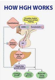 How Hgh Is Produced In The Body Depletion Starts At 20 Http Newulife Com Fsugirl Growth Hormone Hgh Hormones