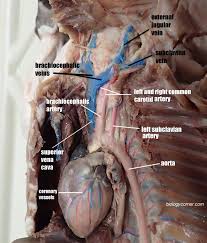 I'm sorry if you can't see all of the arteries or veins very well. Cat Vessels Image Gallery