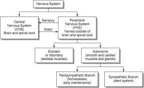 Autonomic Nervous System Borzuya University