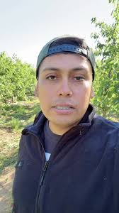 Cosecha de Cerezas en Curicó: Un Tributo a los Temporeros