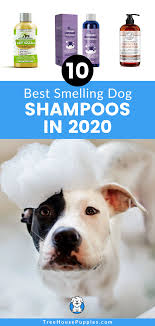 10 Best Smelling Dog Shampoos In 2020 Treehousepuppies In 2020 Dog Shampoo Best Dog Shampoo Dogs