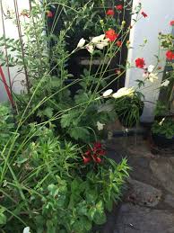 Image result for Ixia