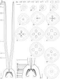 Image result for Aneulophus africanus