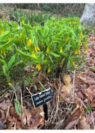 Image result for Humularia meyeri-johannis