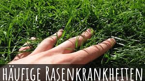 Habe seit ein paar tagen auf meiner rasenfläche braune pilze, die in zurückliegenden jahren nie aufgetaucht sind. Xxl Ratgeber Mit Bildern Rasenkrankheiten Pflegefehler Beheben