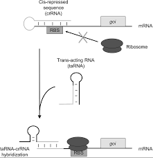 Get great deals on ebay! Synthetic Gene Regulation In Cyanobacteria Springerlink