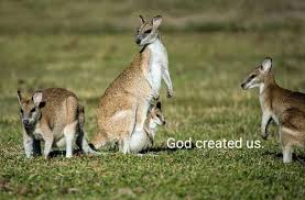 Kangaroo Joey Wallaby Wallaroo Australia Iconic Quantas Downunder Jumpers Momandbaby Baby Pouch Freeride Animal Nature Creatures Creation God Godlovesyou Christianmission Life Animallover Beauty Cuteanimal Christianministry
