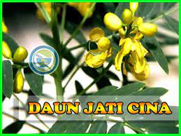 Setelah toksin dan racun dapat dieliminasi di usus besar, penyerapan nutrisi dan menjaga metabolisme menjadi lebih optimal, sehingga dapat mengurangi berat badan anda. Teh Daun Jati Cina Amankah Untuk Ibu Menyusui Pelangsing Alami