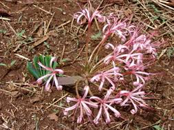 Image result for Ammocharis tinneana