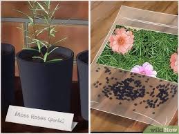 Grow in a hanging basket, a tub as bedding plants, or. How To Take Care Of Moss Roses 13 Steps With Pictures Wikihow