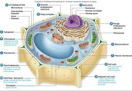 Membran Sel Membran Plasma Sel Tumbuhan Biologi Sel Membran Sel