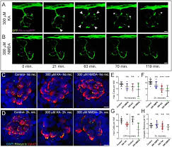 Do you want a gel that lasts all day? Excessive Activation Of Ionotropic Glutamate Receptors Induces Apoptotic Hair Cell Death Independent Of Afferent And Efferent Innervation Scientific Reports