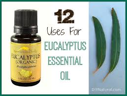 What are the benefits of eucalyptus oil? Eucalyptus Oil Uses A Powerhouse Essential Oil