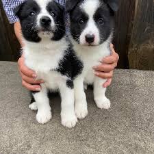 Image result for karelský medvědí pes