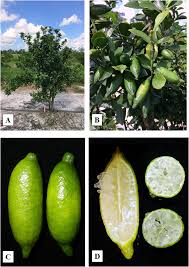 Nature hills is america's largest online plant nursery. Minnie Finger Lime A New Novelty Citrus Cultivar In Hortscience Volume 54 Issue 8 2019