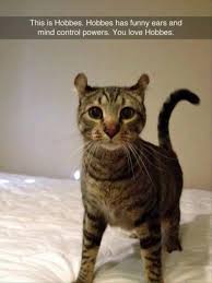 A Cat With Funny Ears And Mind Control Powers Cute Animals Funny Animals Funny Animal Pictures