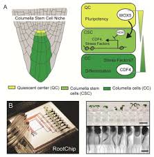 Check spelling or type a new query. Open Positions In The Thomas Laux Lab