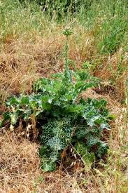 Pin On Edible Weed Identification