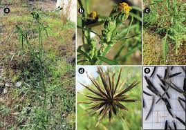 Image result for Bidens steppia