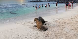 Discover more posts about cristobal. Insel San Cristobal Galapagos Ecuador Reisen Informationsportal