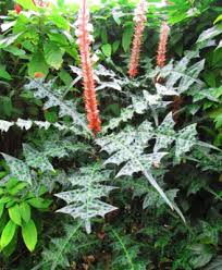 Image result for Acanthus montanus