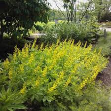 Image result for Indigofera podocarpa