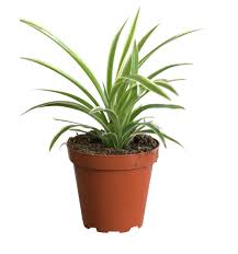 Image result for Chlorophytum