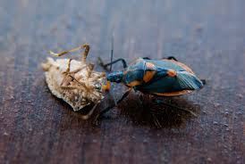 Protect your home from stink bugs! Brown Marmorated Stink Bug In North Carolina Nc State Extension