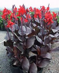 Canna Tropicanna Black Lon01 Pbr Indian Shot Bulbs Canna Flower Flower Seeds Lily Bulbs