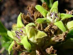 Image result for Raphionacme madiensis