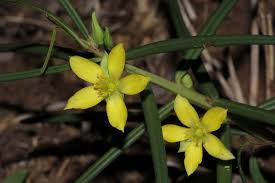 Image result for Talinum crispatulum