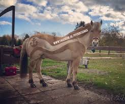 Check spelling or type a new query. Pferdeschick Mobiler Scherservice Beitrage Facebook