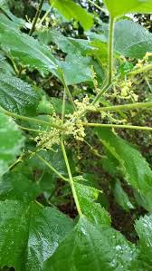 Image result for Boehmeria nivea