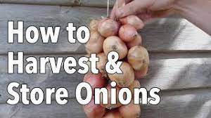 If you expect rain during any of the drying time, move your onions to a protected, dry area to finish curing. How To Harvest And Store Onions Youtube